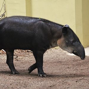 Baird's Tapir at Wuppertal, 16/06/19