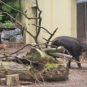 Baird's Tapir and Chilean Pudu at Wuppertal, 16/06/19
