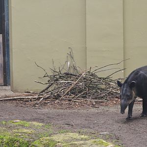 Baird's Tapir and Chacoan Mara at Wuppertal, 16/06/19