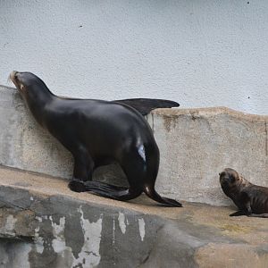 California Sea Lions at Wuppertal, 16/06/19