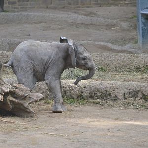 African Elephant at Wuppertal, 16/06/19