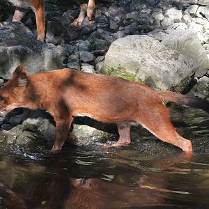 Dhole at Wuppertal, 16/06/19