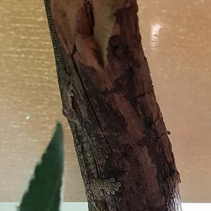 Eurdactylodes agricolae