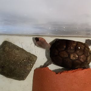 Kinosternon subrubrum