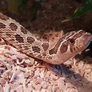 Heterodon nasicus nasicus