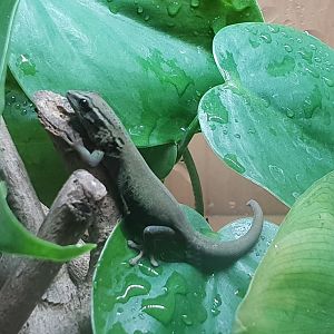 Lygodactylus williamsi - female