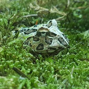 Ceratophrys cranwelli