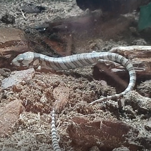 Hemisphaeriodon gerrardi - juvenile