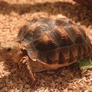 Geochelone sulcata - juvenile