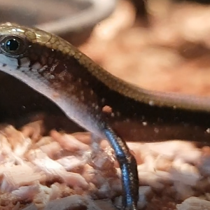 Eutropis multifasciata