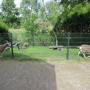Domestic Goat Exhibit