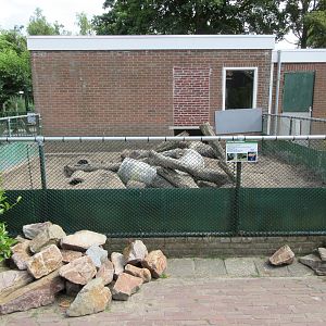 African Crested Porcupine Exhibit