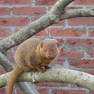 Dwarf Mongoose