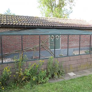 Dwarf Mongoose Exhibit