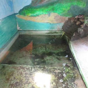 African Dwarf Crocodile Exhibit - Pool