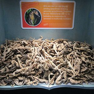 Dead Seahorse Exhibit