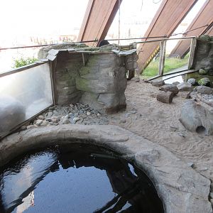Small-clawed Otter Exhibit