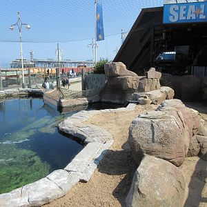 Humboldt Penguin Exhibit