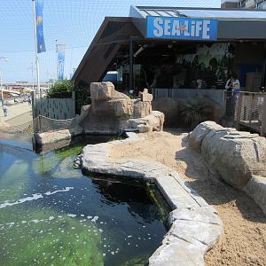 Humboldt Penguin Exhibit