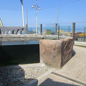 Humboldt Penguin Exhibit - underwater viewing