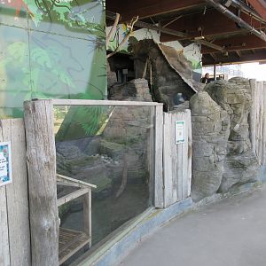 Small-clawed Otter Exhibit