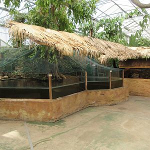 African Dwarf Crocodile Exhibit