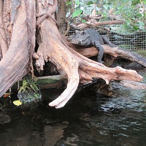 African Dwarf Crocodile