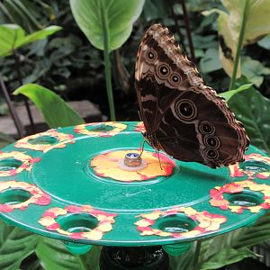 Butterfly Walk-Through Area