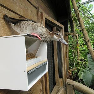 Butterfly Walk-Through Area