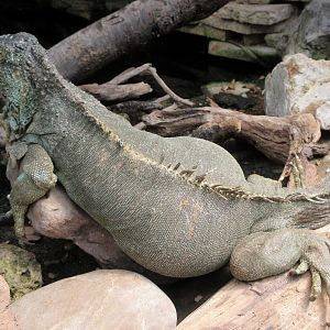 Green Iguana (in small free-roaming area)