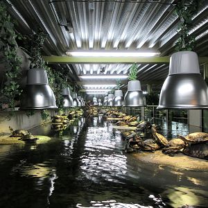 Huge Turtle Tank (it curves around at the back)