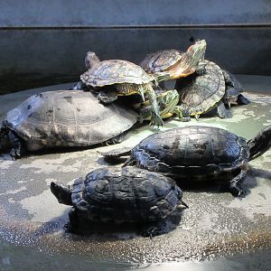 Turtles