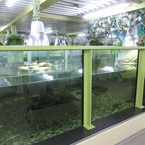 Turtle Tank