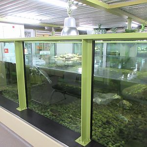 Turtle Tank