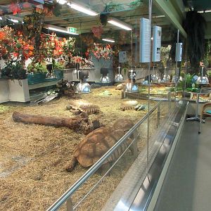 Tortoise Exhibit