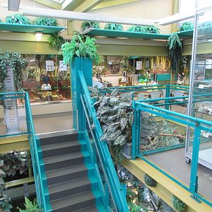 Second Level - Tortoise Exhibits