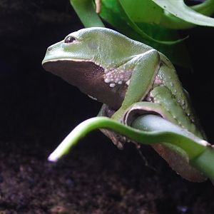 Chester Zoo June 2019