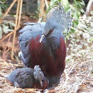 Chester Zoo June 2019