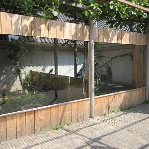 North Island Kiwi + Australian Magpie Exhibits