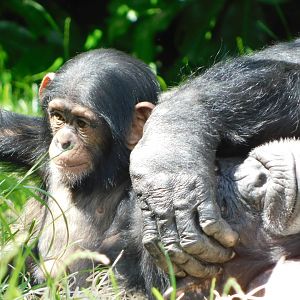 Chester Zoo June 2019