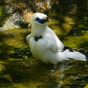 Chester Zoo June 2019