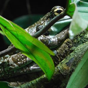 Chester Zoo June 2019