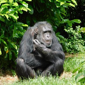 Chester Zoo June 2019