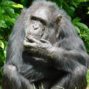 Chester Zoo June 2019