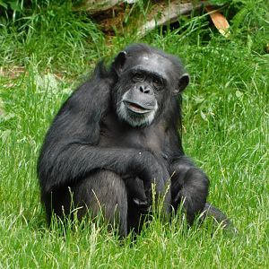 Chester Zoo June 2019