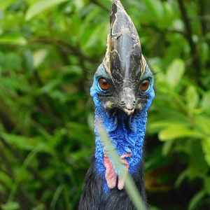 Chester Zoo June 2019