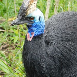 Chester Zoo June 2019