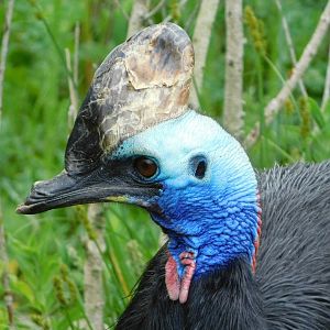 Chester Zoo June 2019