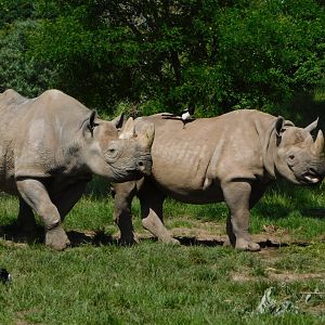Chester Zoo June 2019