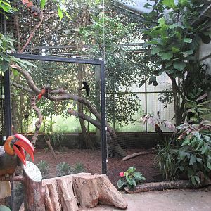 Tropical House - Rufous Hornbill Exhibit